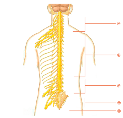 A waɗanne wurare osteochondrosis